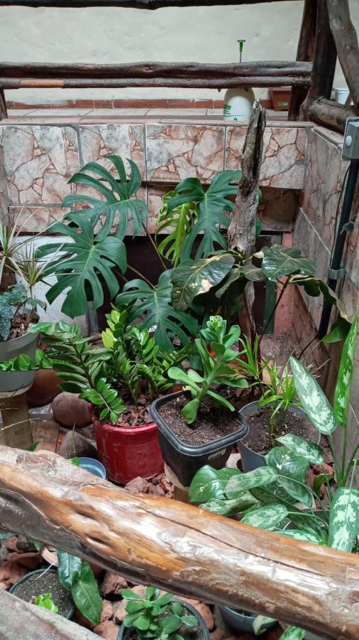 לנסויס Hostel Casa Latina מראה חיצוני תמונה